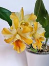 Blc. Destiny 'Dixon'